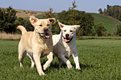 Yellow labs running and playing with a ball