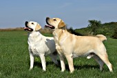 Yellow lab father & daughter