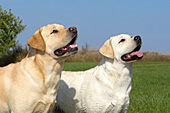 Yellow lab father & daughter