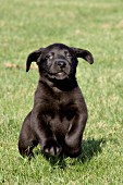 Black lab puppy running in grass