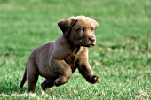 Chocolate lab puppy running in grass