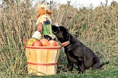 Black lab puppy investigating a scarecrow