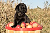 Black lab puppy in a bushel of apples