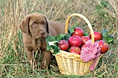 Chocolate lab puppy with a basket of apples