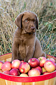 Chocolate lab puppy in a bushel of apples