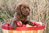 Chocolate lab puppy in a bushel of apples