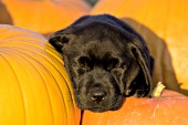 Black lab puppy sleeping in a pumpkin patch