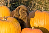 Chocolate lab puppy and pumpkins