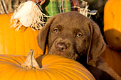 Chocolate lab puppy and pumpkins