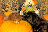 Chocolate & black lab pups with pumpkins