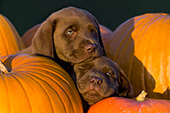 Two chocolate lab pups in a pumpkin patch