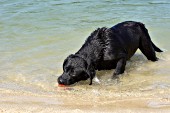 Black lab retrieving a ball on the beach