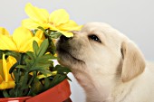 Yellow lab pup investigating some flowers