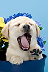 Sleepy Lab Pup