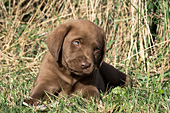 Chocolate lab pup in tall grass