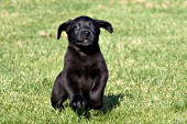 Black lab pup running in grass