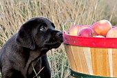 Black lab pup investigating a bushel of apples