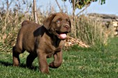 Chocolate lab pup running in grass