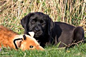 Black lab puppy chewing on a stuffed fox