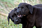 2 Black lab puppies chewing on a stick