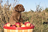 Chocolate lab puppy in a bushel of apples