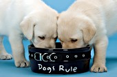 Yellow lab pups eating from the same bowl