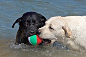 Black & yellow labs playing with a ball in a pond