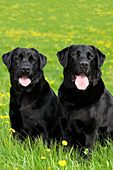 Pair of black labs in a spring meadow