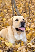 Yellow lab in autumn woods