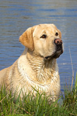 Yellow lab in a pond