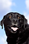 Black lab portrait