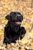 Black lab in autumn woods