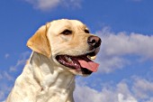 Yellow lab portrait