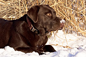 Chocolate lab with snow on her nose