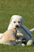 Yellow lab puppies playing with a rope toy