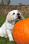 Yellow lab puppy chewing on a pumpkin stem