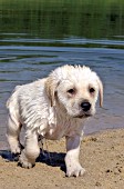 Wet yellow lab puppy walking out of a pond