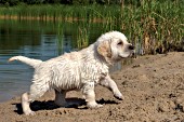 Wet yellow lab puppy walking on a sandy beach