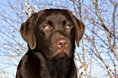 Chocolate lab puppy