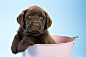 Chocolate lab puppy in a pink pail