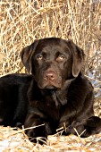 Chocolate lab puppy in a marsh grass