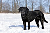 Black lab in snow