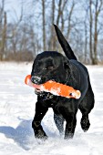 Black lab playing with a training dummy in snow