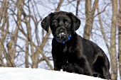 Black lab puppy in snow