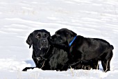 Black lab adult & puppy in the snow