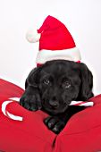 Black lab puppy decked out for Christmas