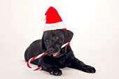 Black lab puppy with Santa hat & candy cane