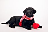 Black lab puppy with a holiday toy & festive scarf