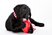 Black lab puppy with a holiday toy & festive scarf