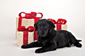 Black lab puppy posing with Christmas gifts